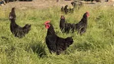 La géline de Touraine