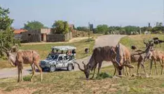 Le safari des Peaugres